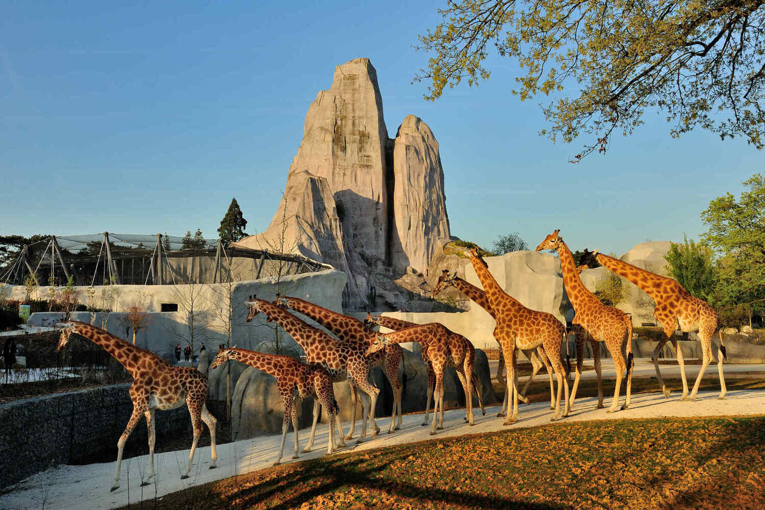 15-intriguing-facts-about-parc-zoologique-de-paris