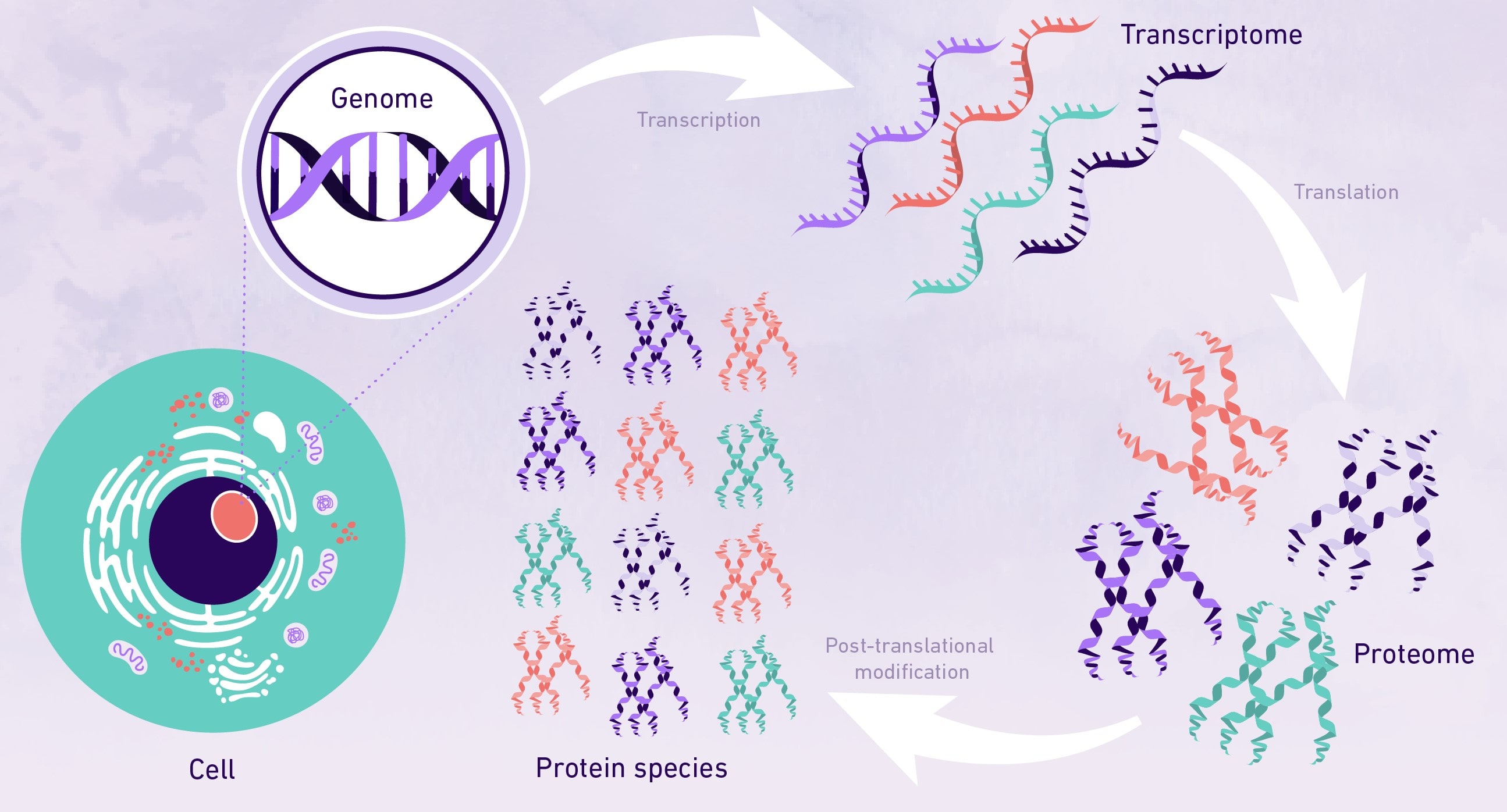 15-intriguing-facts-about-post-translational-modifications