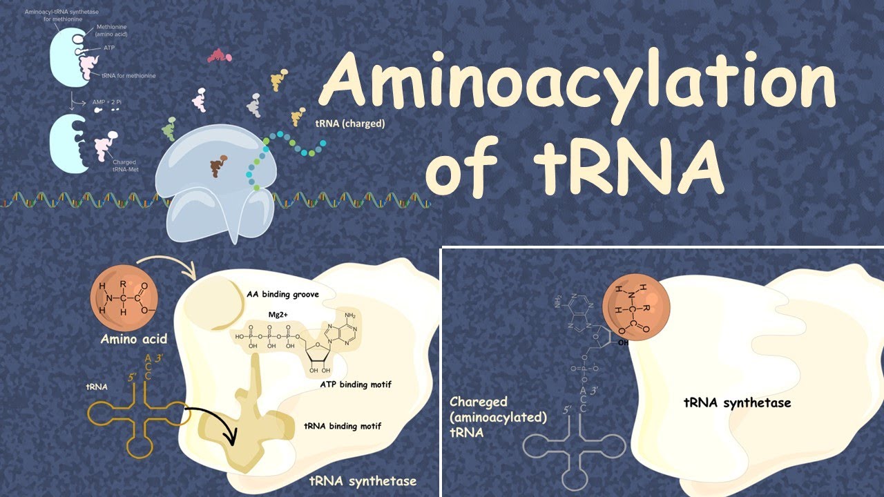 15-surprising-facts-about-aminoacyl-trna-synthetase
