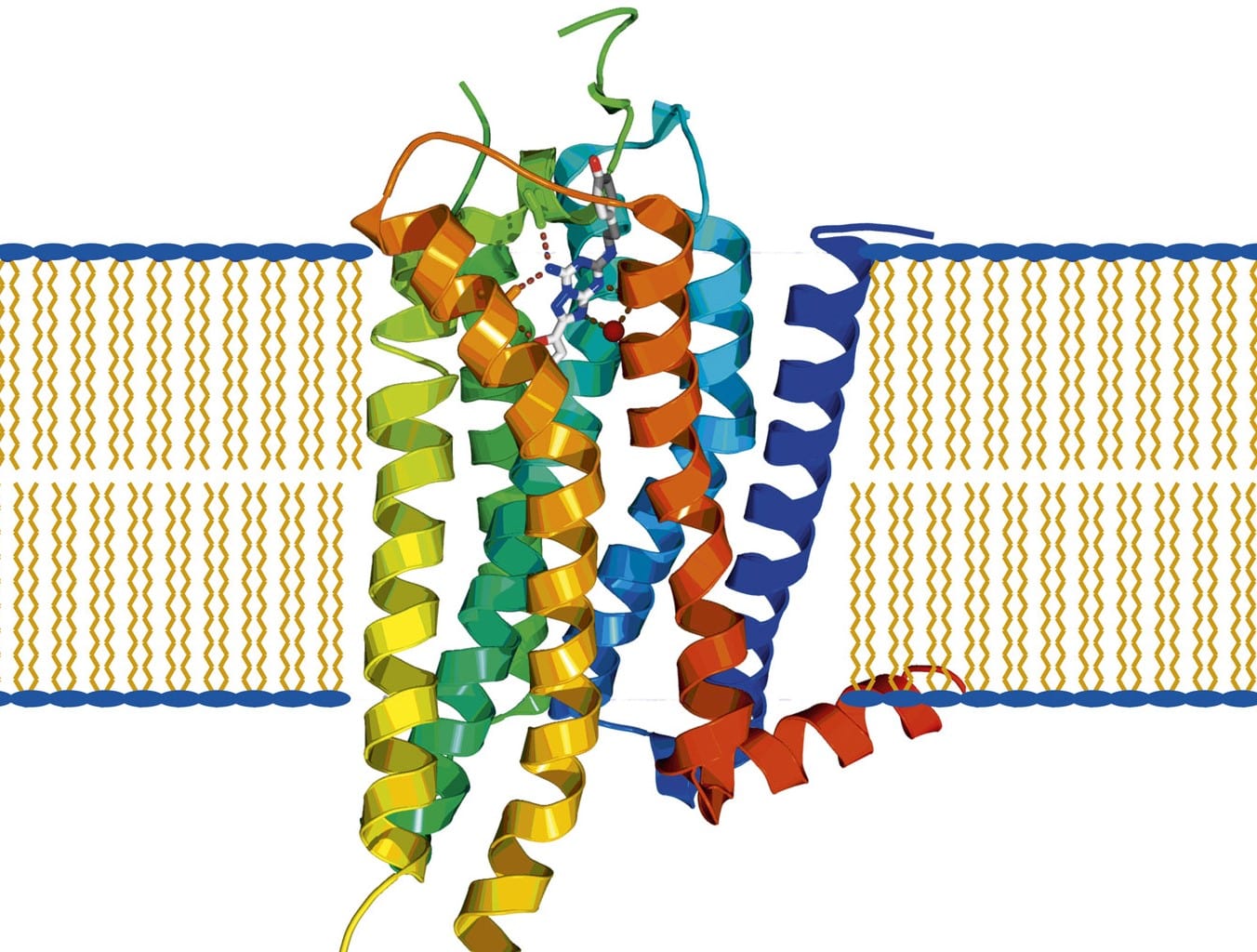 15-surprising-facts-about-g-protein-coupled-receptors-gpcrs