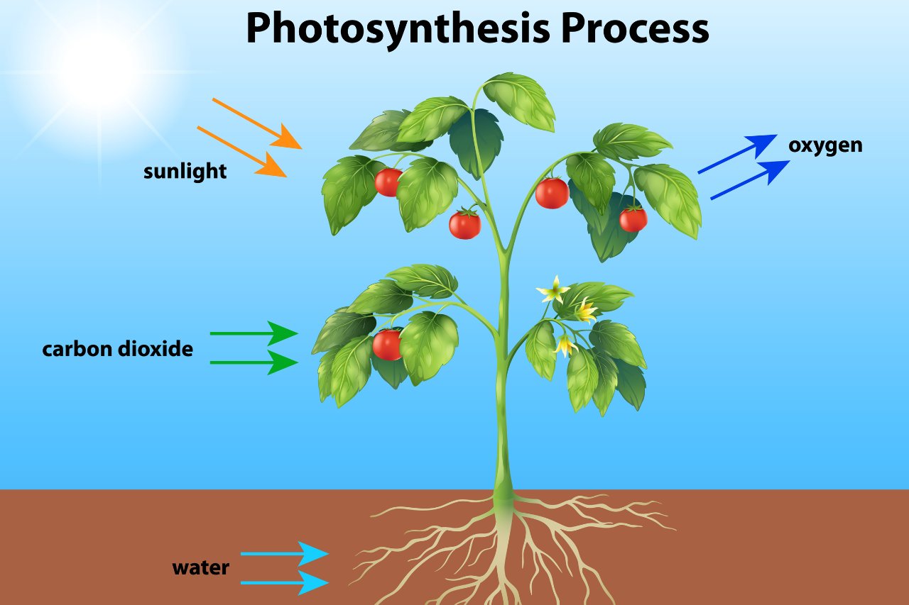 plant photosynthesis