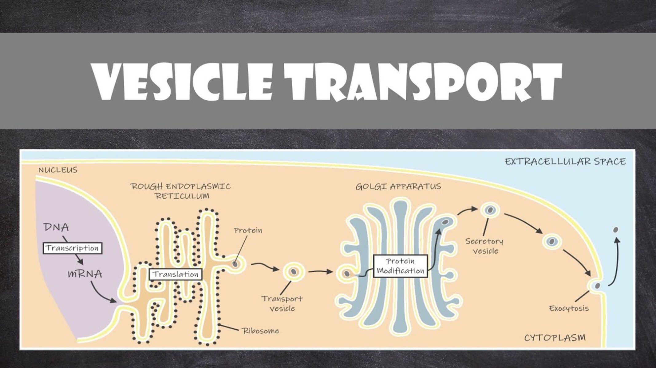 15-unbelievable-facts-about-protein-transport-vesicles