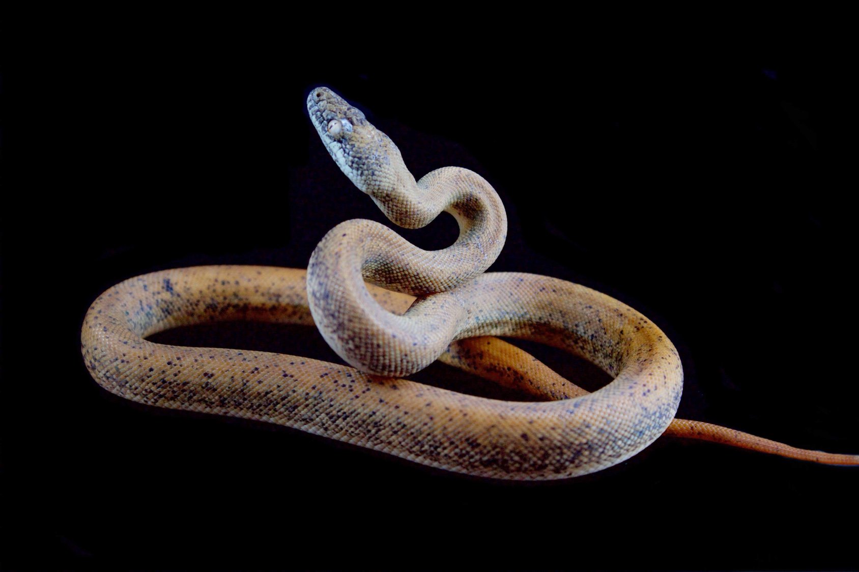 15-unbelievable-facts-about-savu-python