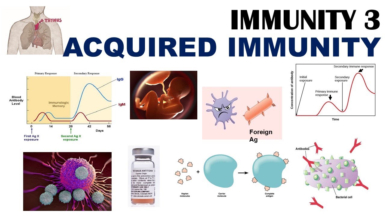16-astonishing-facts-about-acquired-immunity