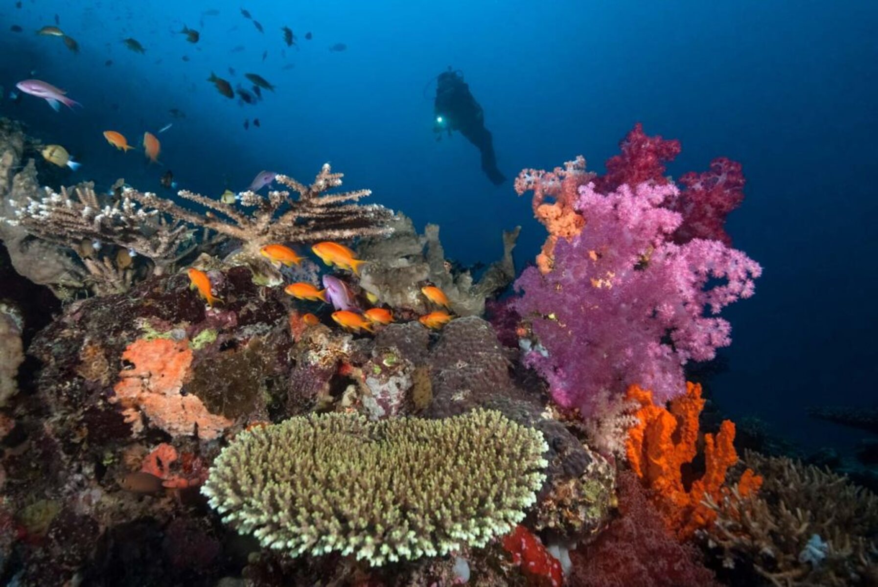16-astonishing-facts-about-taveuni-reefs