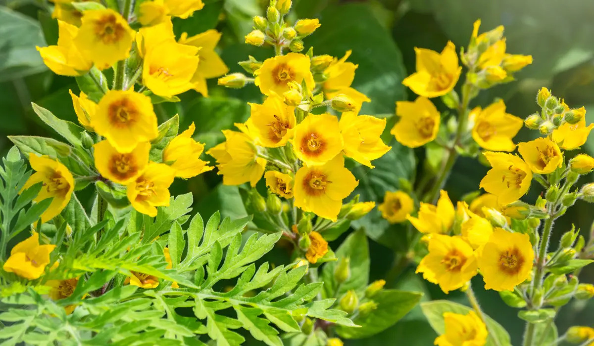 16-astonishing-facts-about-yellow-loosestrife