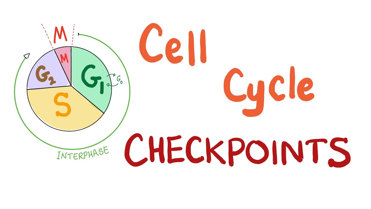 16-astounding-facts-about-cell-cycle-checkpoints