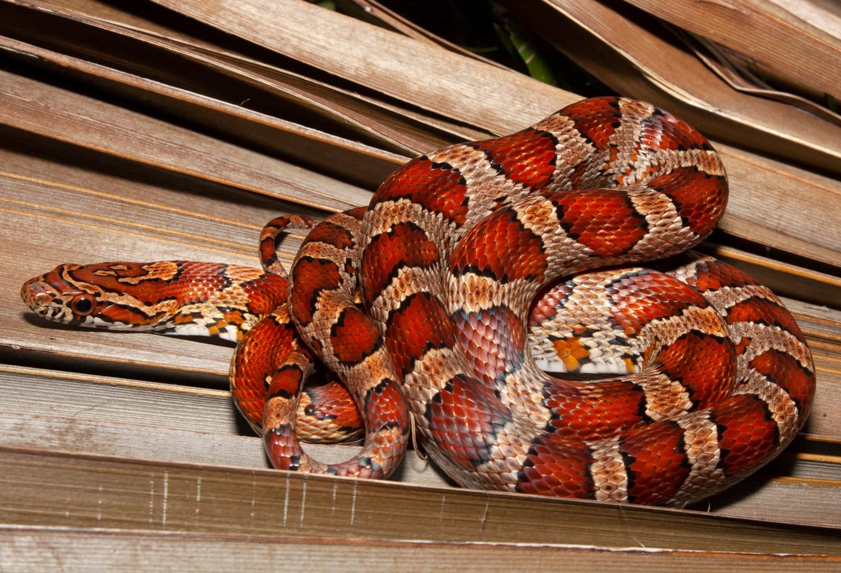 16-astounding-facts-about-corn-snake