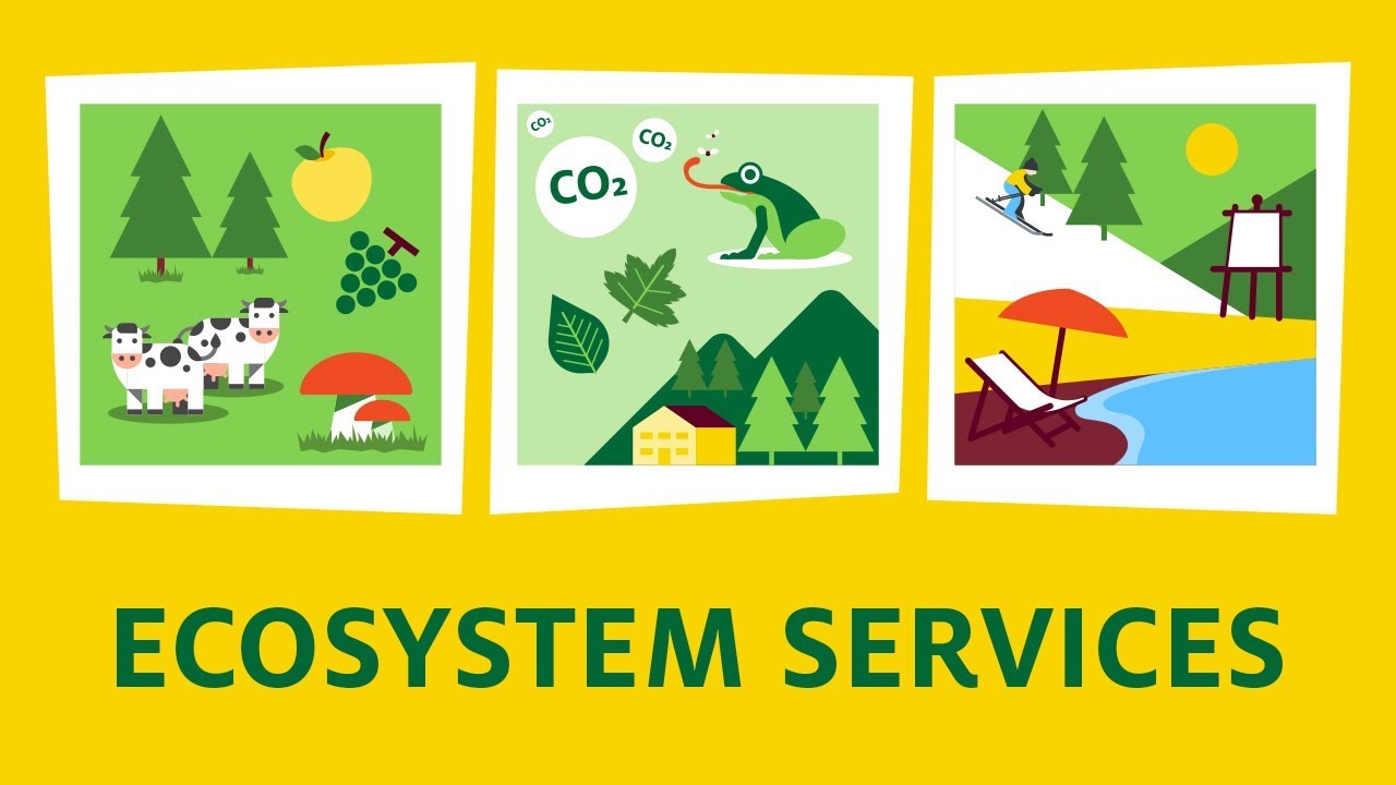 16-astounding-facts-about-ecosystem-services
