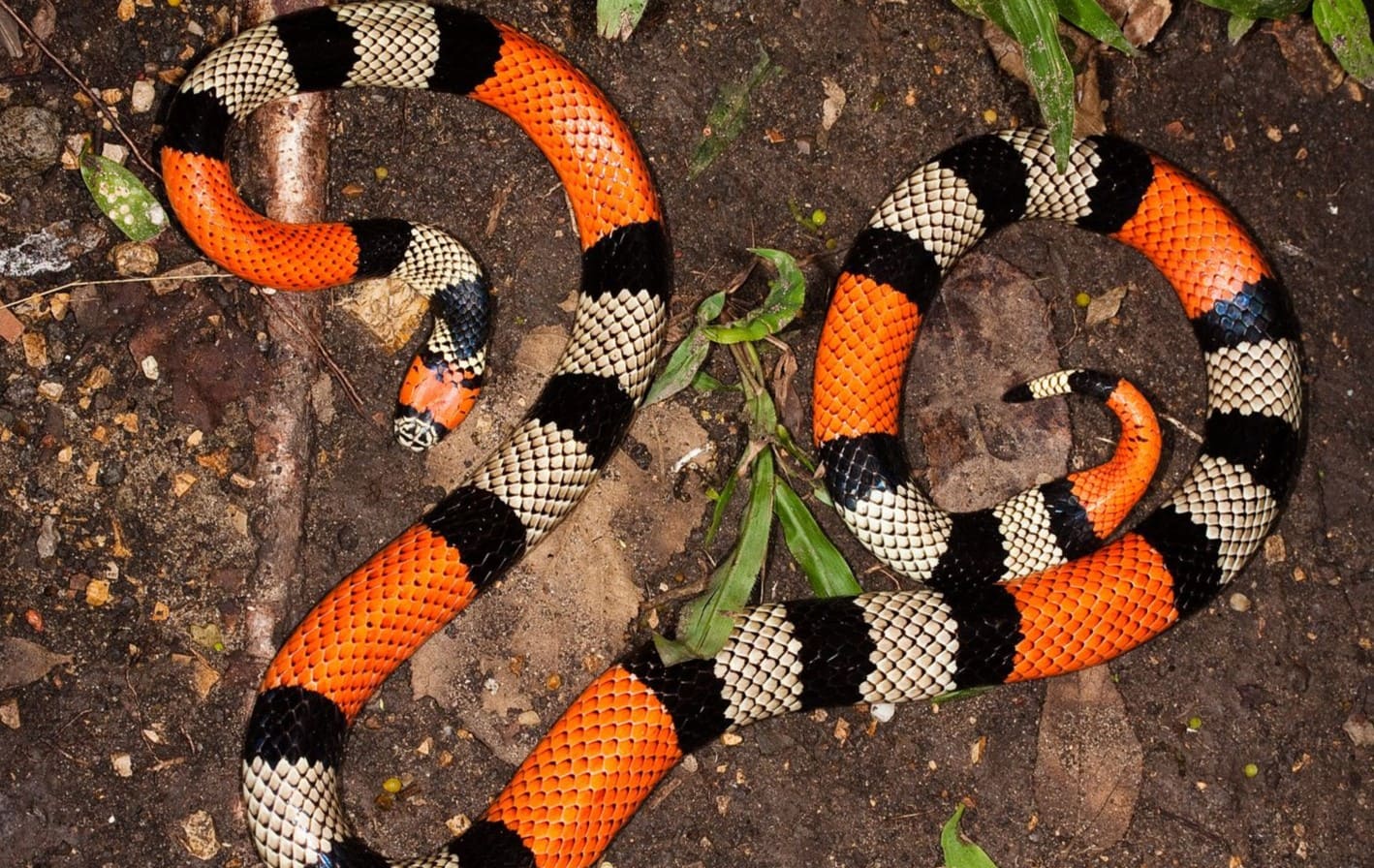 Coral snake, Diet, Size, Rhyme, & Facts