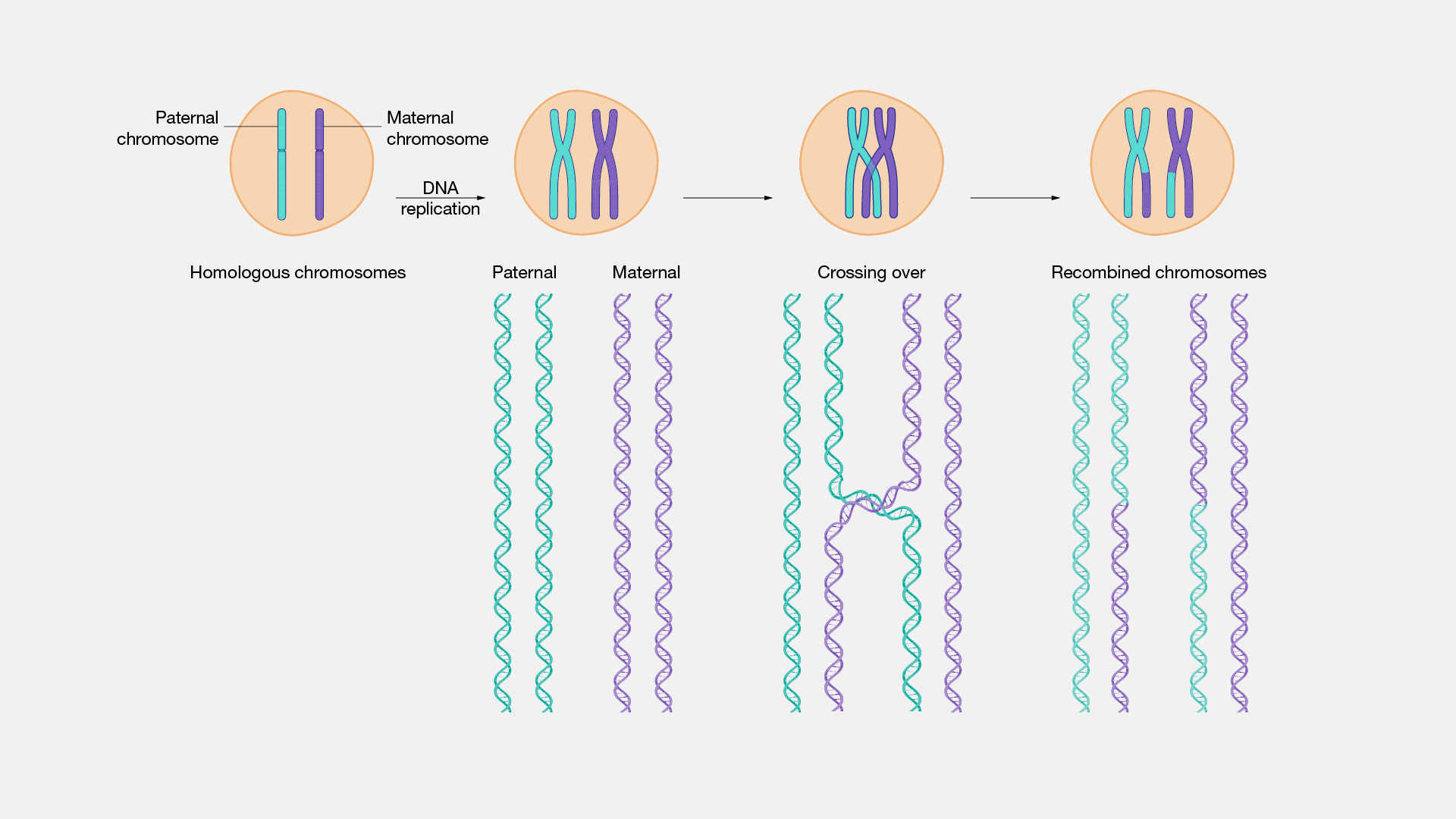 16-captivating-facts-about-homologous-chromosomes
