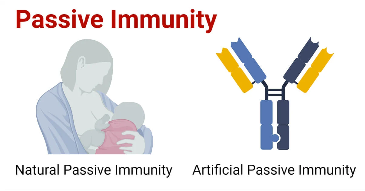 16-captivating-facts-about-passive-immunity