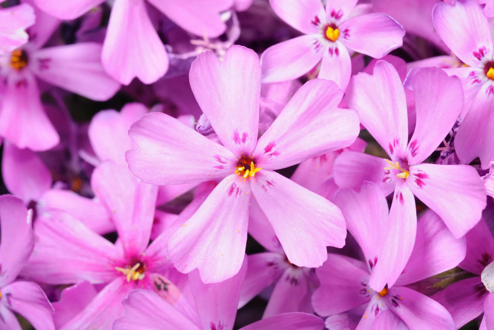 16-captivating-facts-about-phlox