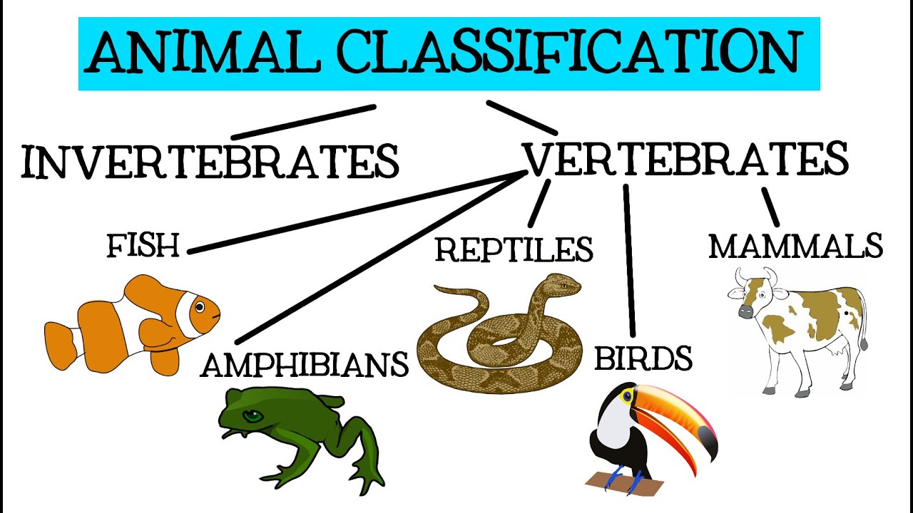 16-enigmatic-facts-about-animal-classification