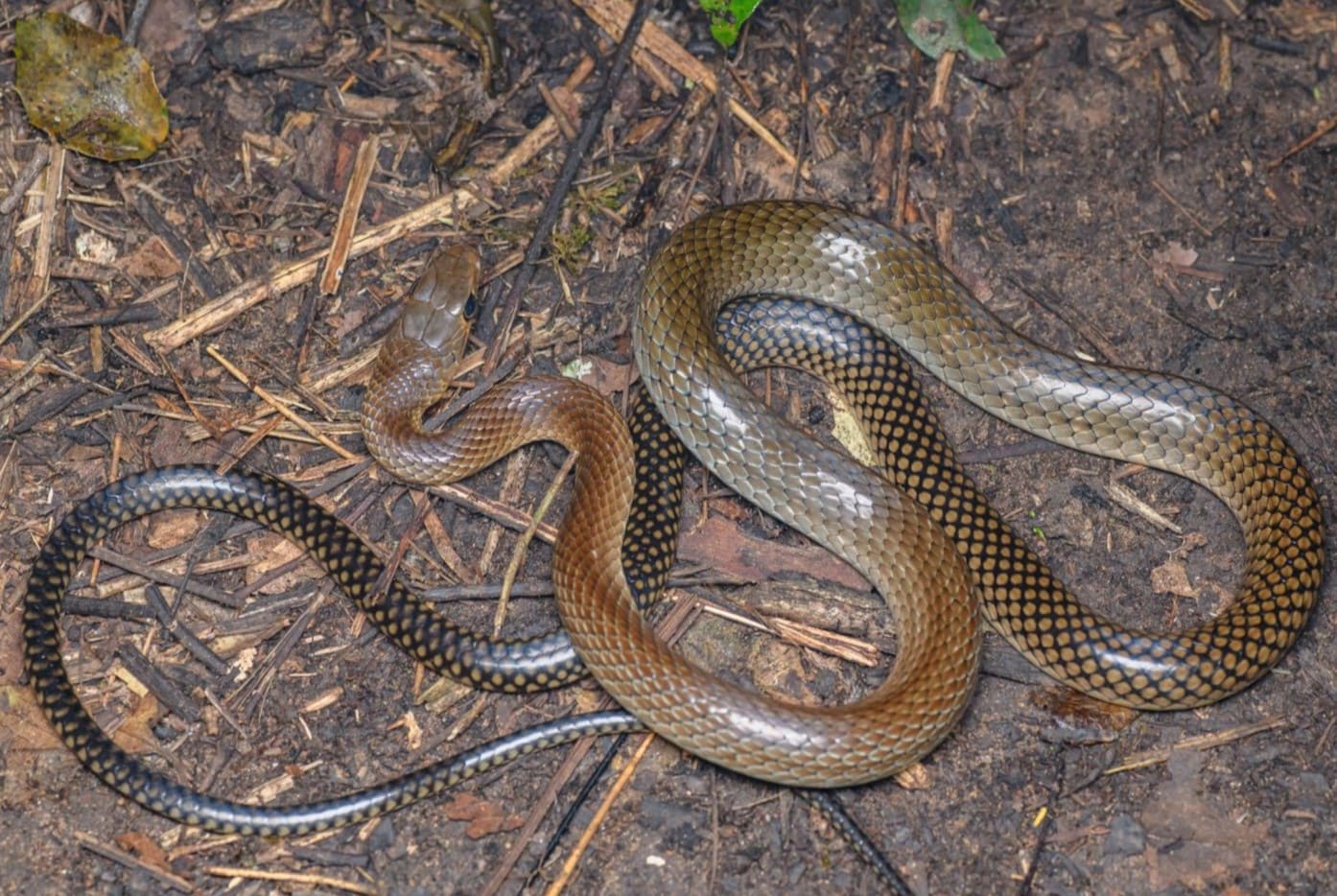 16-enigmatic-facts-about-indo-chinese-rat-snake