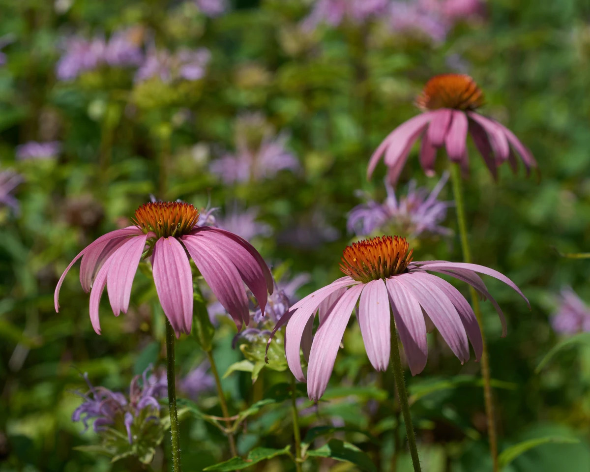 16-enigmatic-facts-about-purple-coneflower