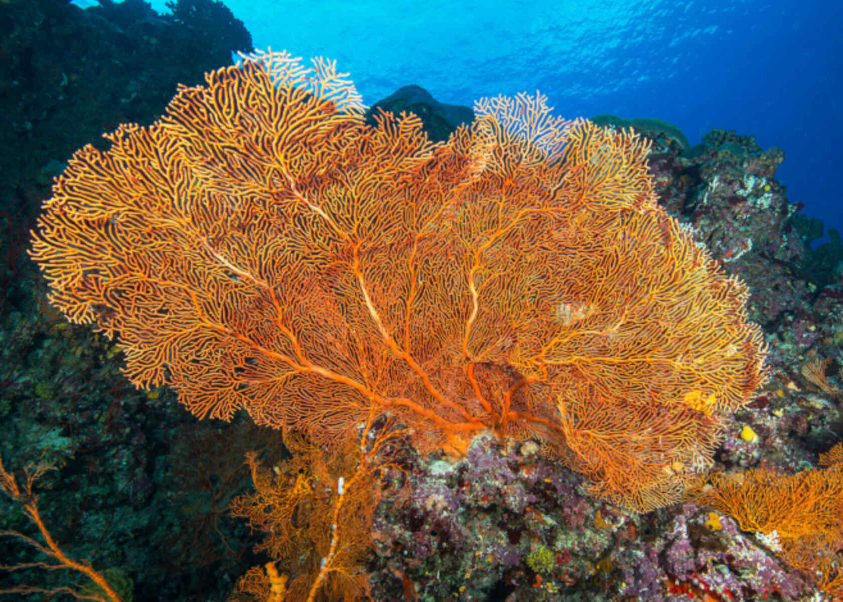 16-enigmatic-facts-about-vanuatu-reefs