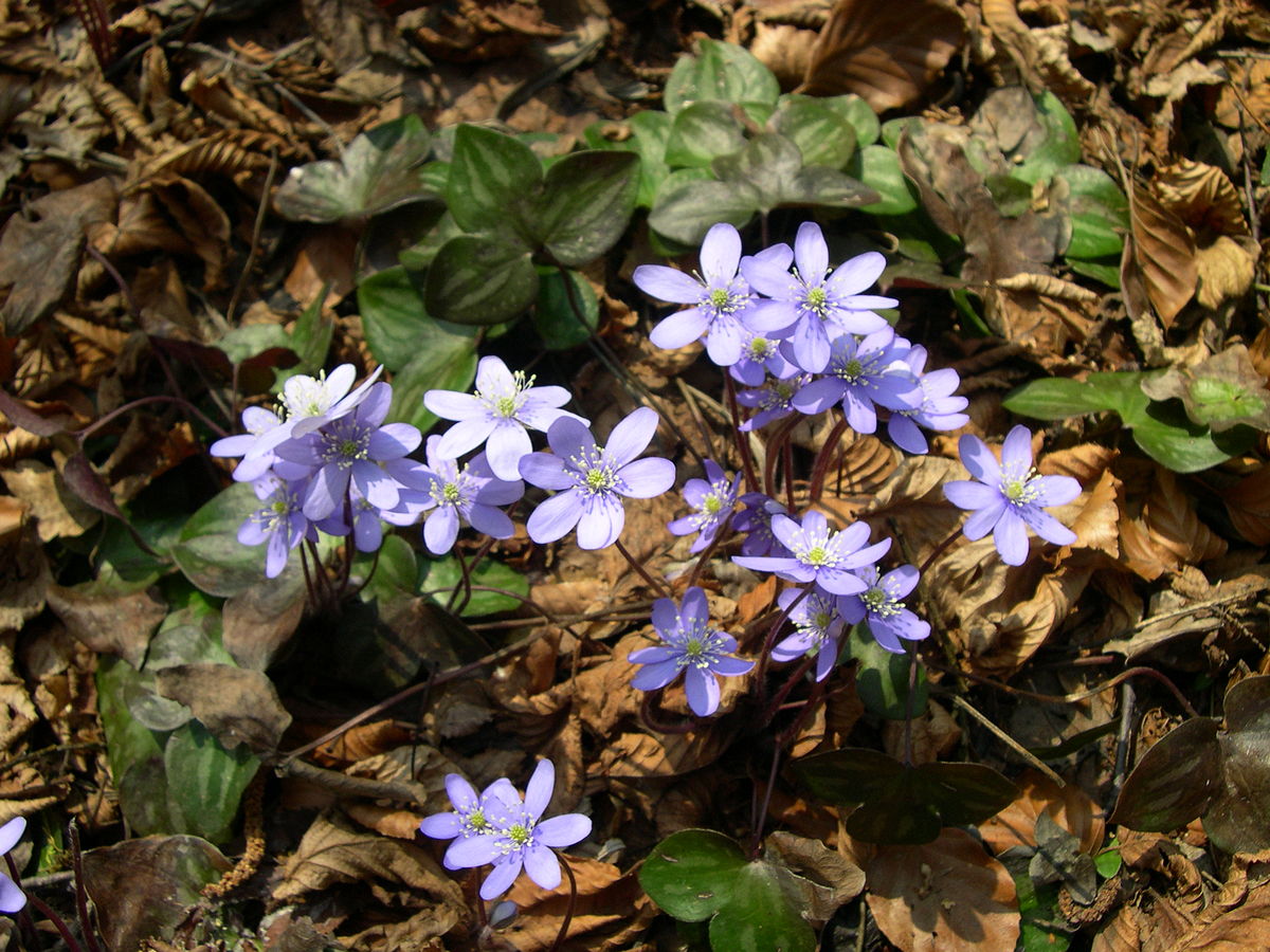 16-extraordinary-facts-about-anemone-hepatica