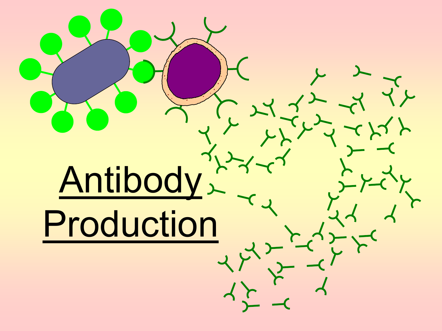 16-extraordinary-facts-about-antibody-production