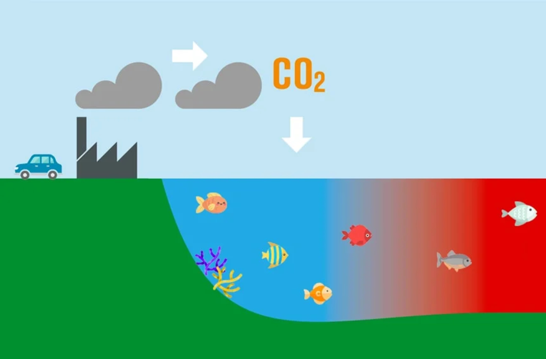 coral-bleaching-and-ocean-acidification-article-worksheet-climate