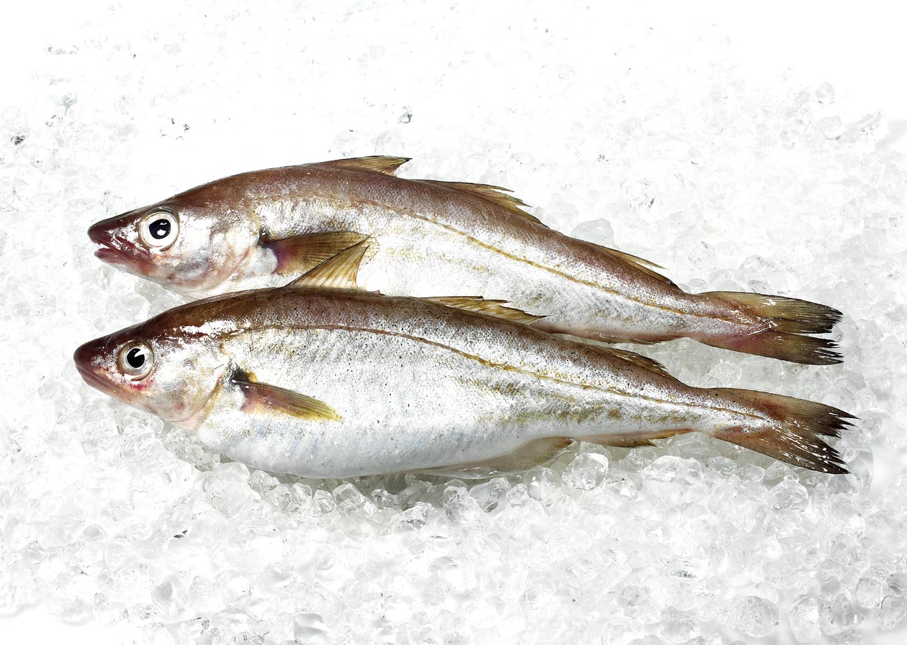 16-facts-about-whiting