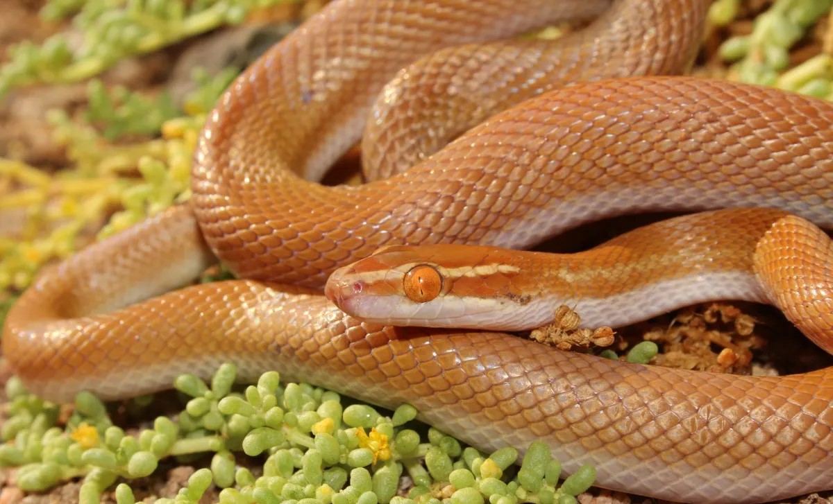 16-fascinating-facts-about-brown-house-snake