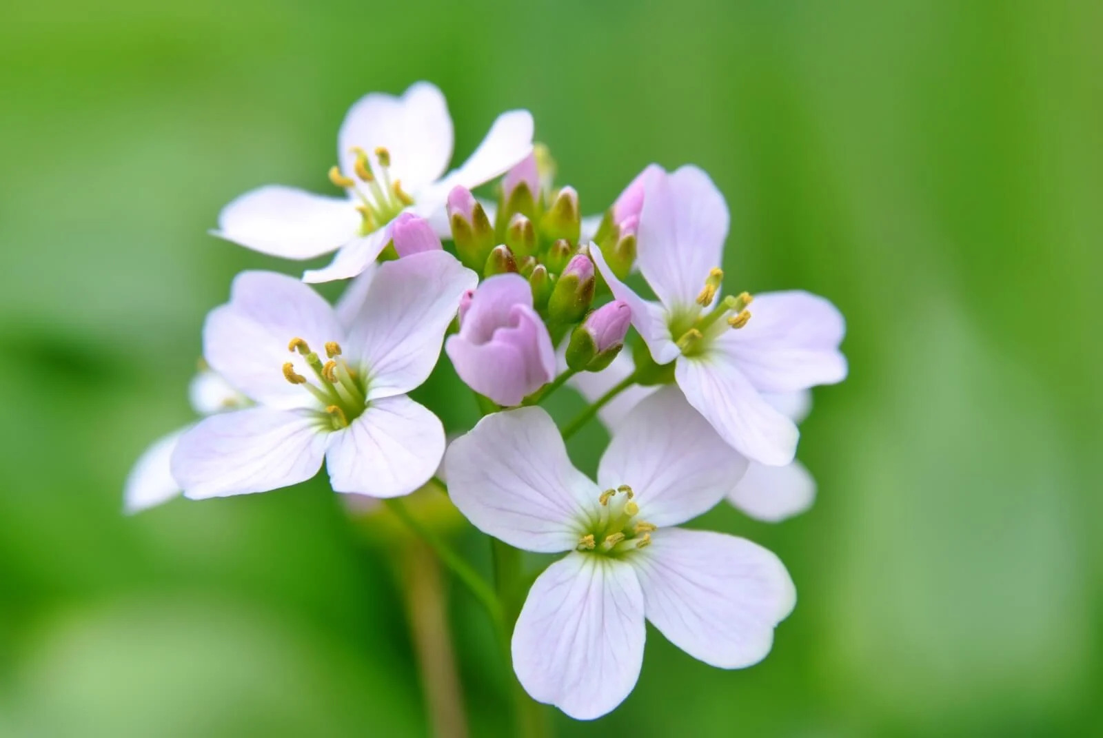 16-fascinating-facts-about-cuckoo-flower