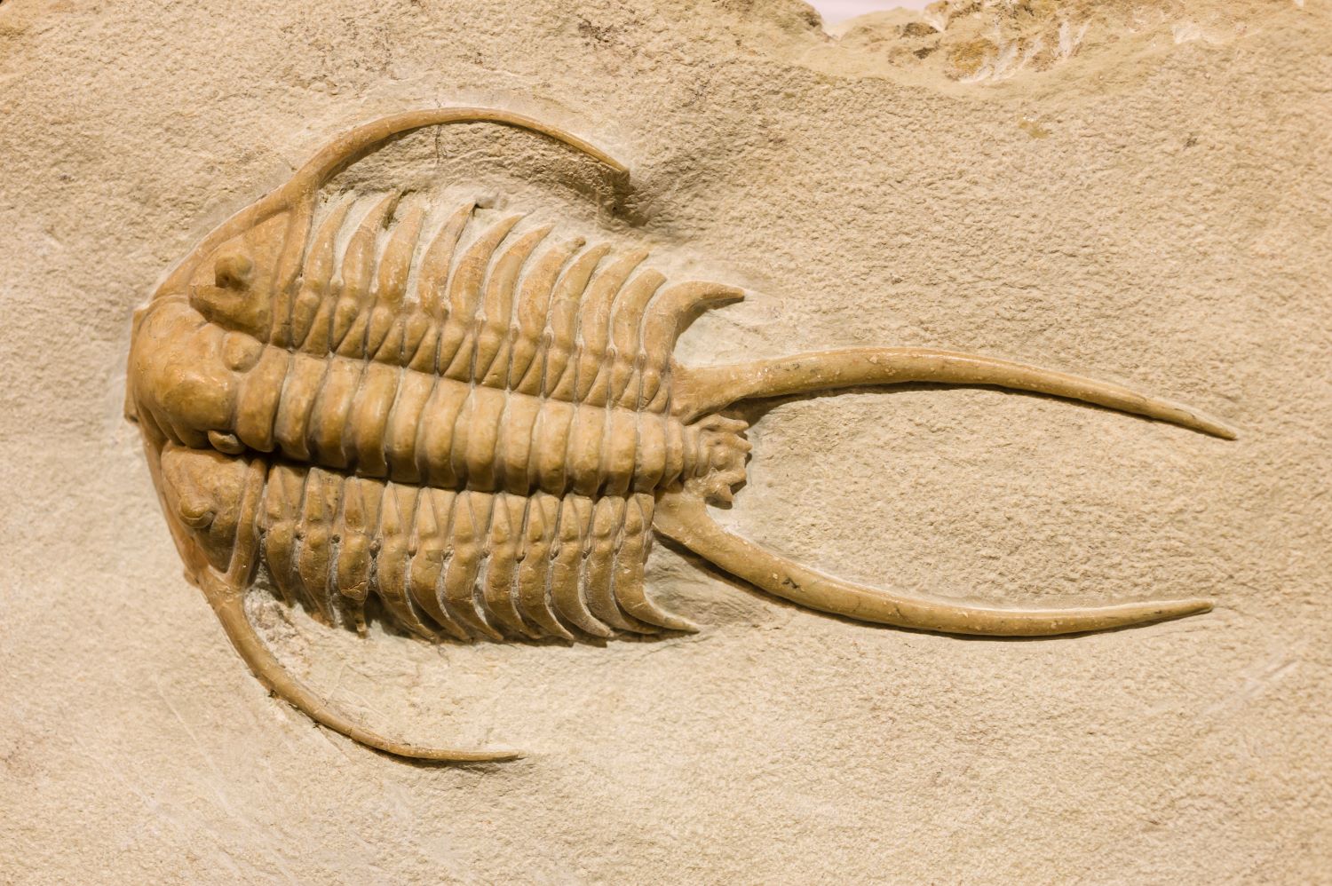16-fascinating-facts-about-fossilization