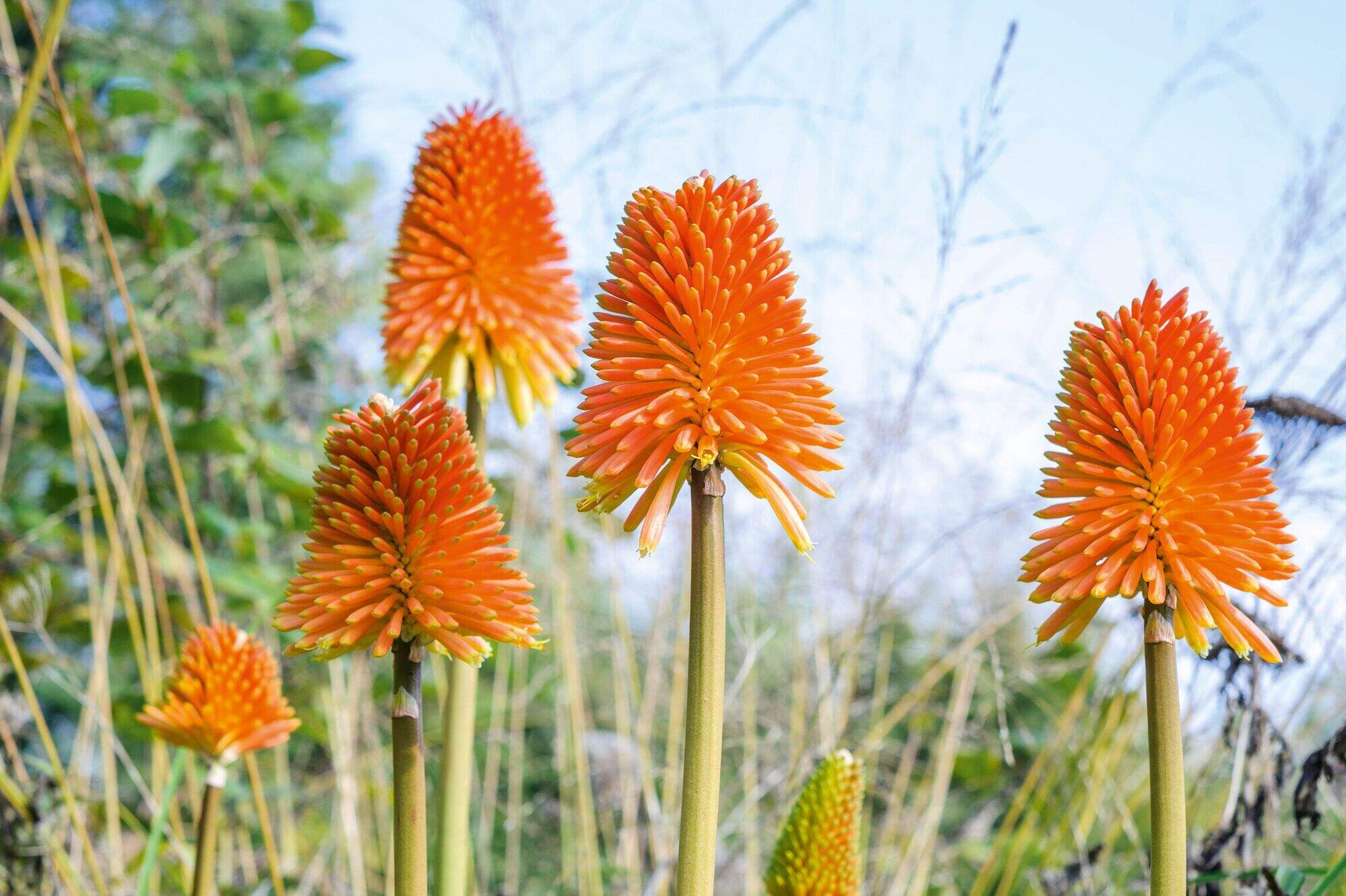 16-fascinating-facts-about-kniphofia