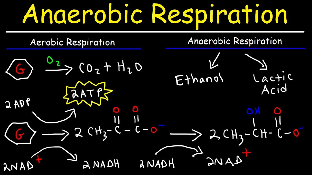 16-intriguing-facts-about-anaerobic-respiration