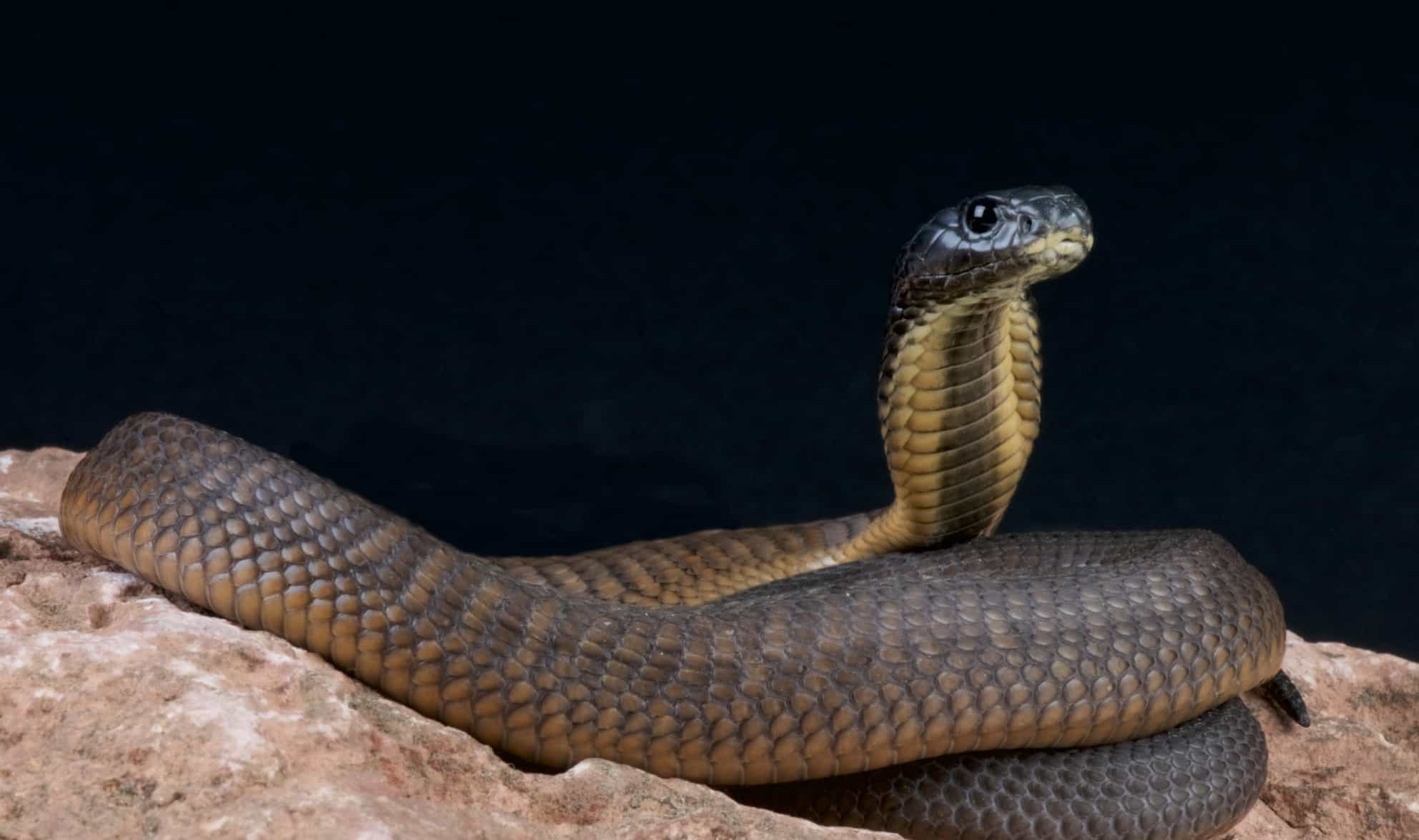 16-intriguing-facts-about-arabian-cobra
