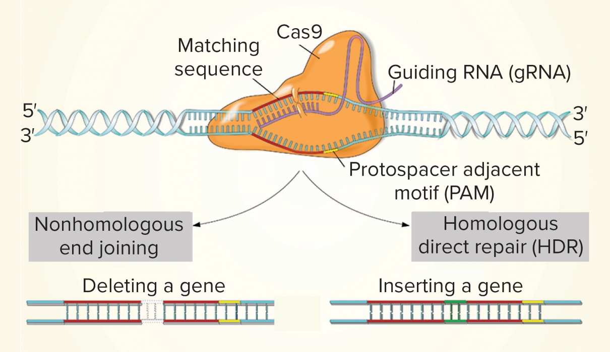 16-intriguing-facts-about-crispr-cas9