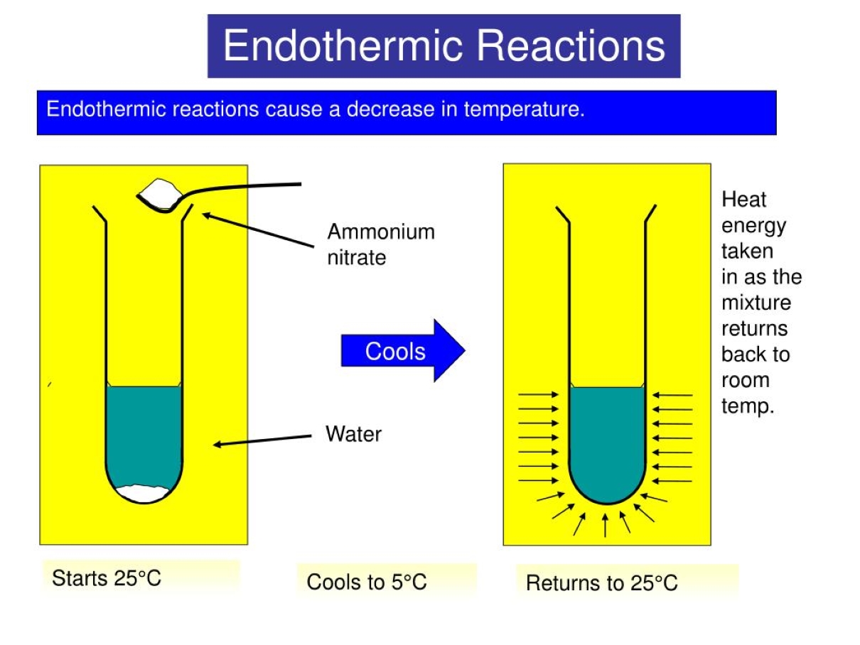 16-intriguing-facts-about-endothermic