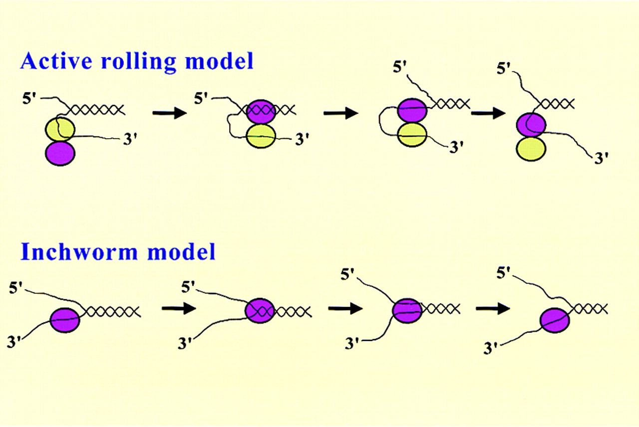 16-intriguing-facts-about-helicase-activity