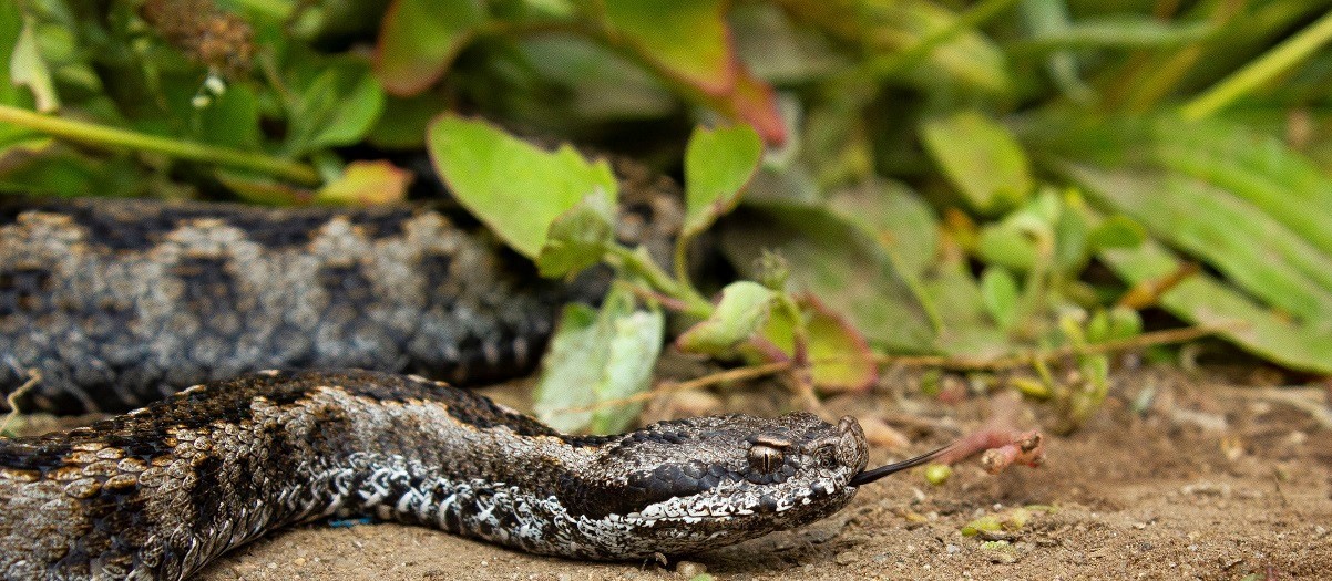 16-intriguing-facts-about-latastes-viper