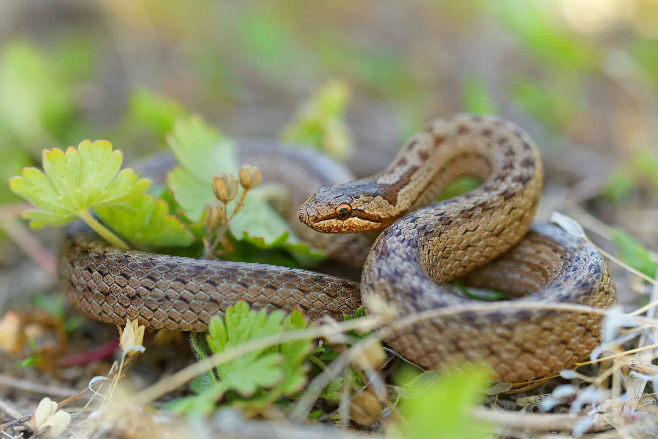 16-intriguing-facts-about-smooth-snake