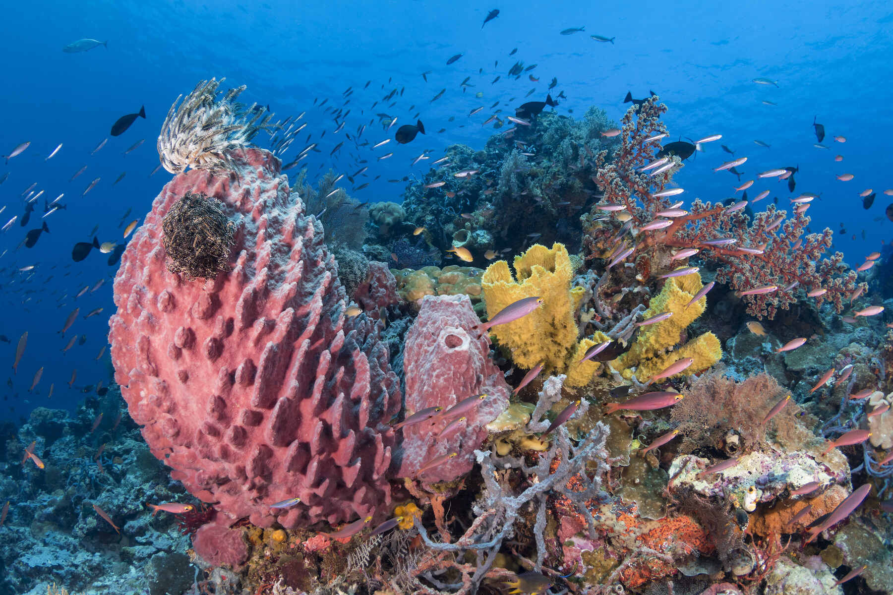 Discover the Wonders of Wakatobi's Seagrass Meadows