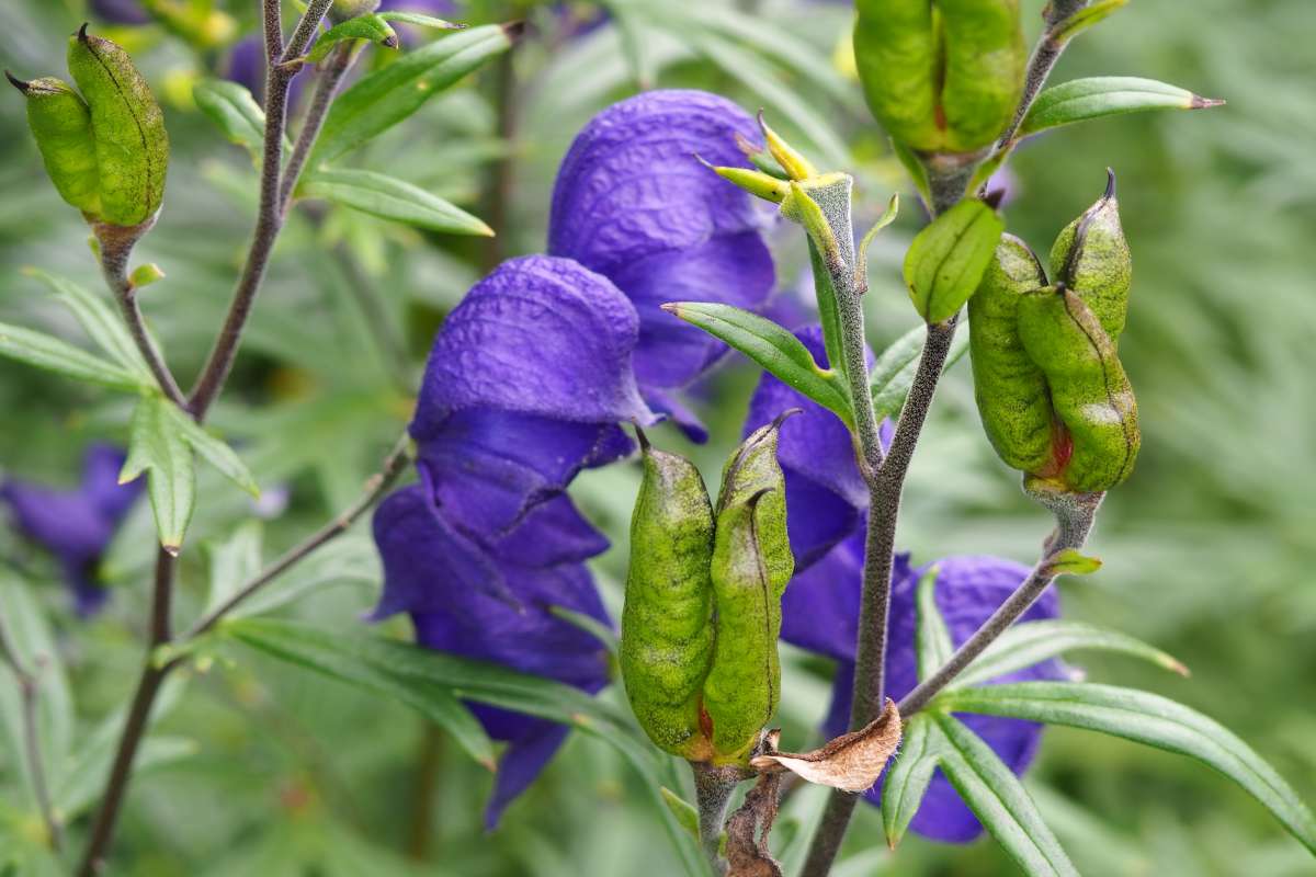 16-mind-blowing-facts-about-aconitum