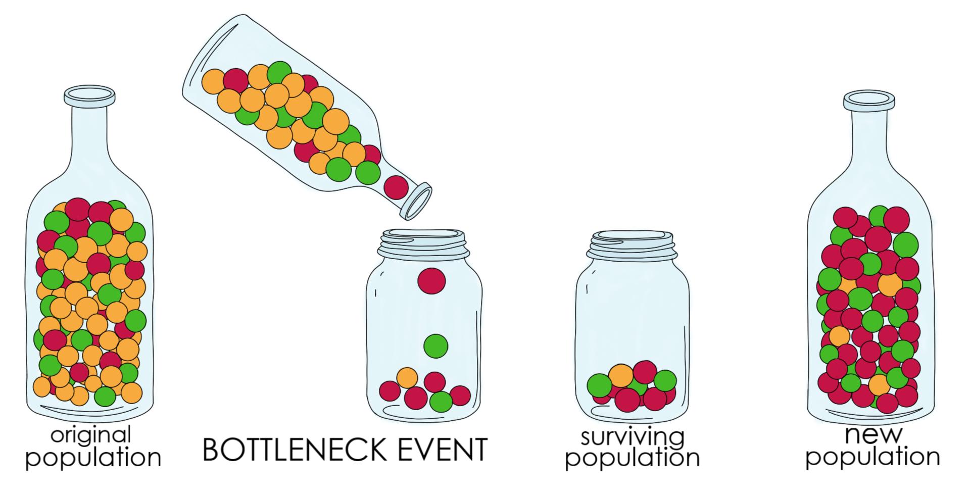 16 Mind-Blowing Facts About Bottleneck Effect - Facts.net