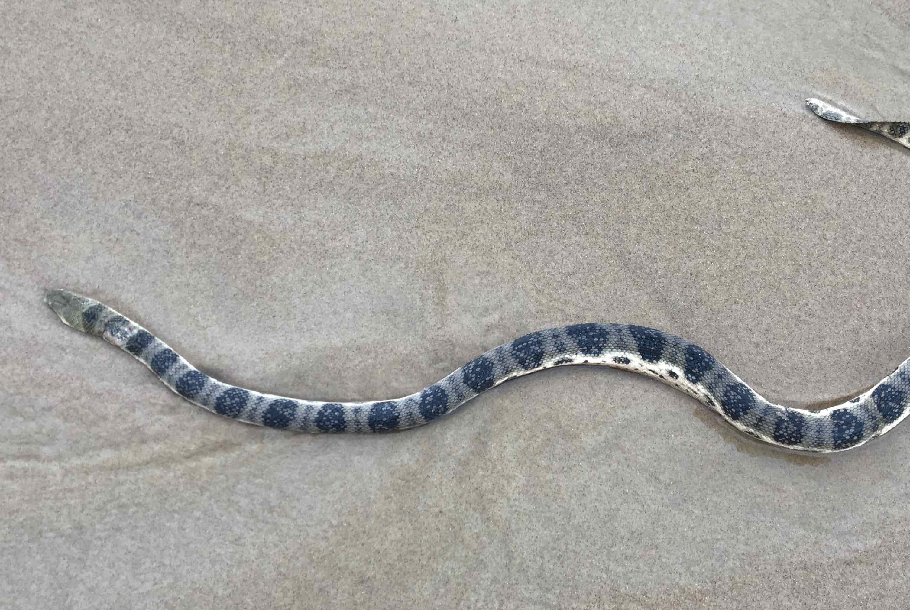 Asian pipe snakes - Encyclopedia of Life
