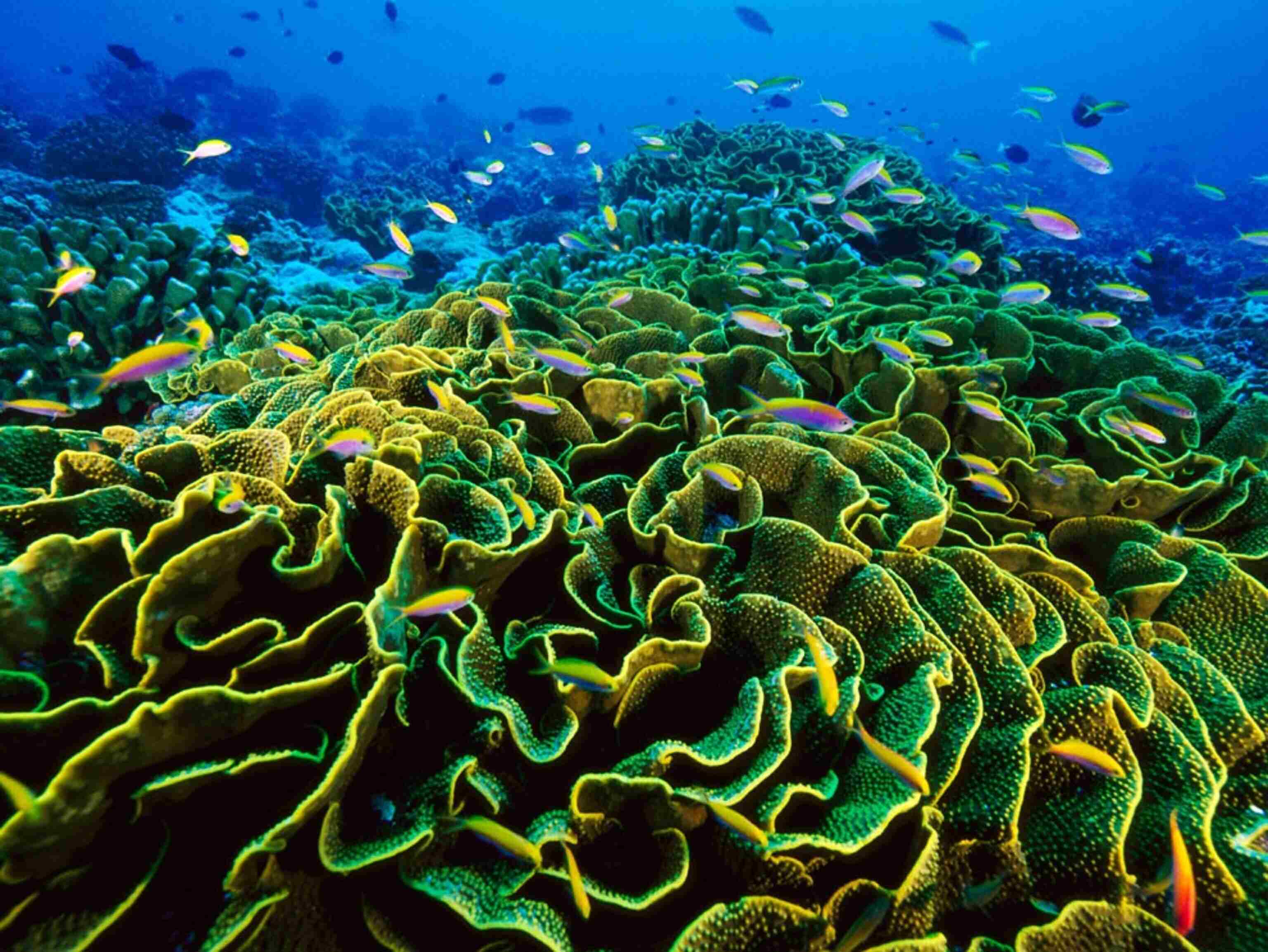 Животные и растение океанов и морей. Диатомеи водоросли Тихого океана. Перифитонные водоросли.