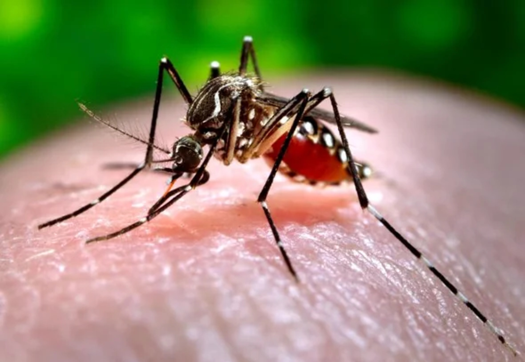 16-mind-blowing-facts-about-vector-borne-diseases