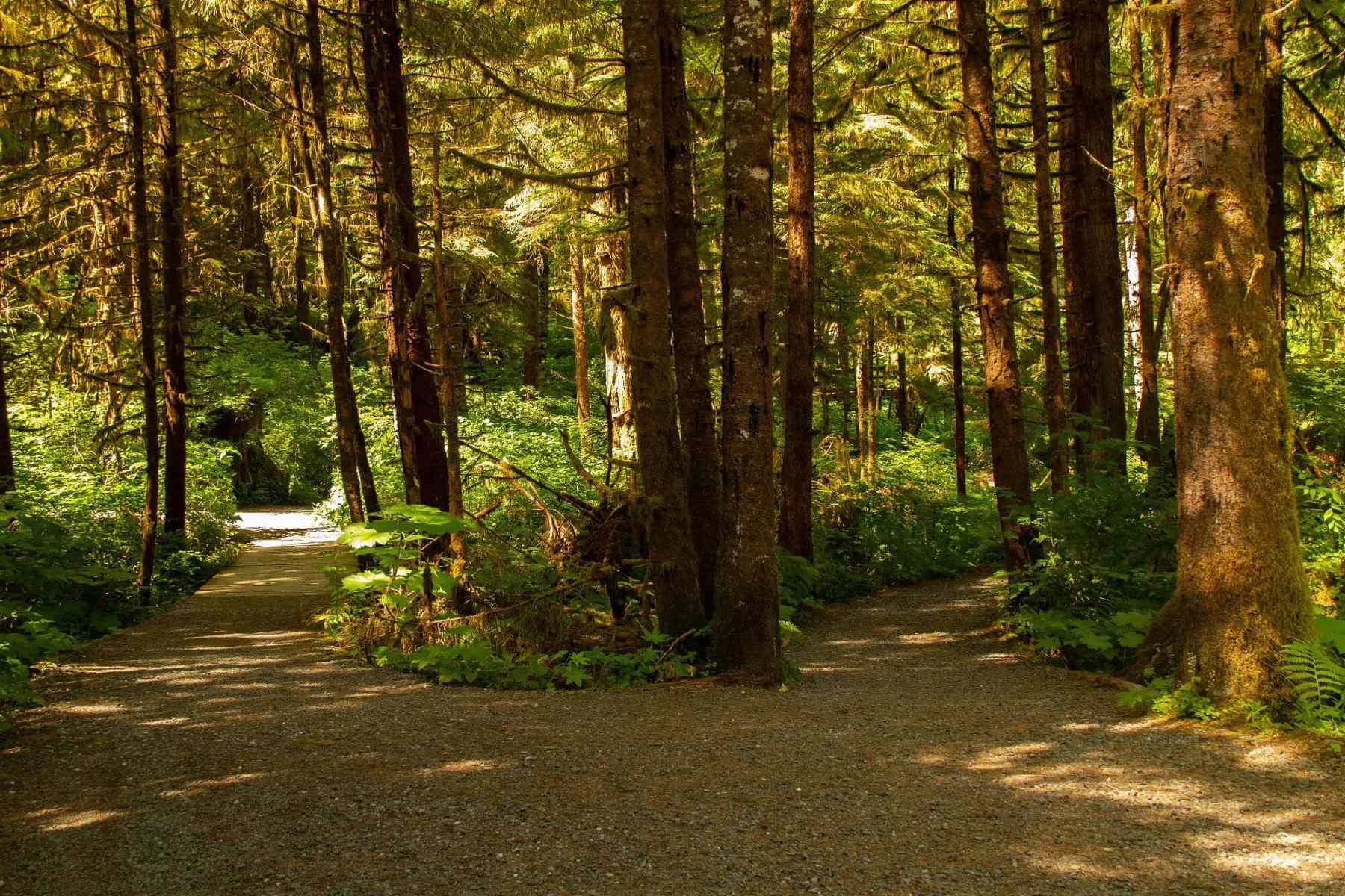 16-surprising-facts-about-alaska-rainforest-sanctuary
