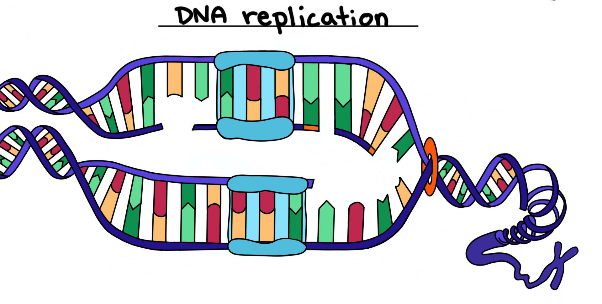 16-surprising-facts-about-dna-replication