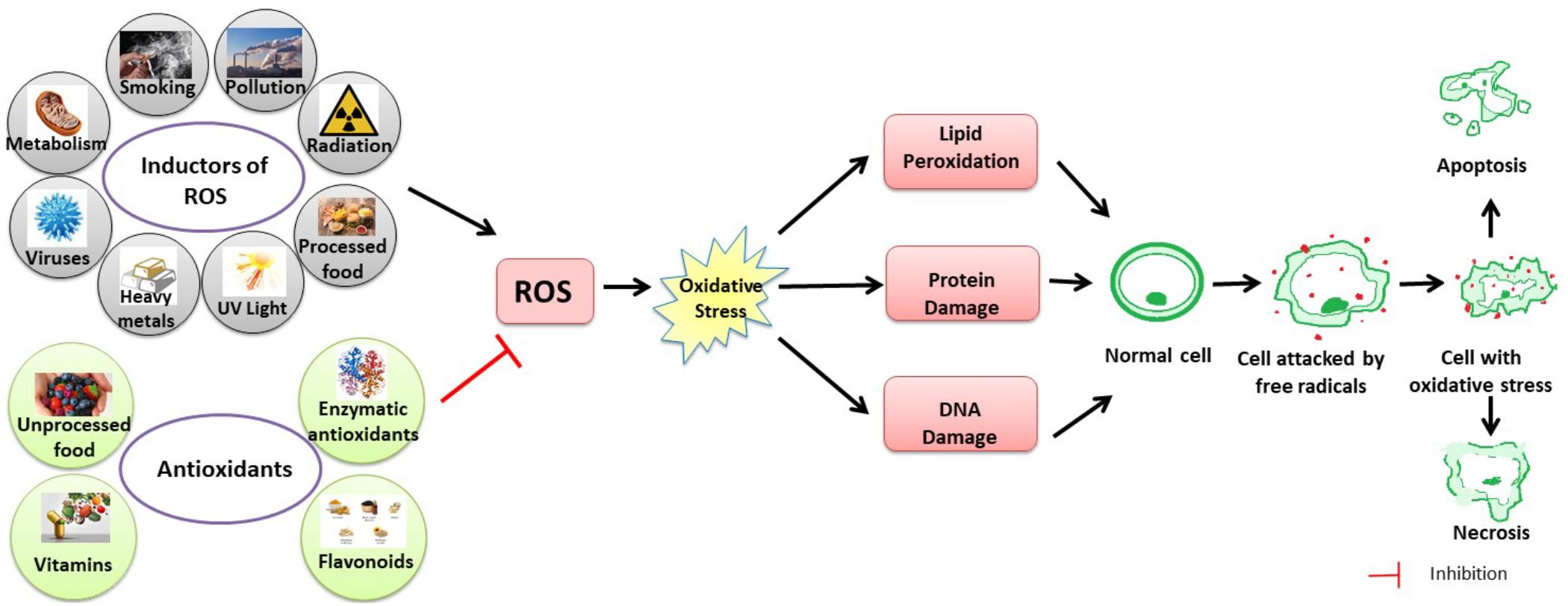 16-surprising-facts-about-oxidative-stress-and-antioxidants