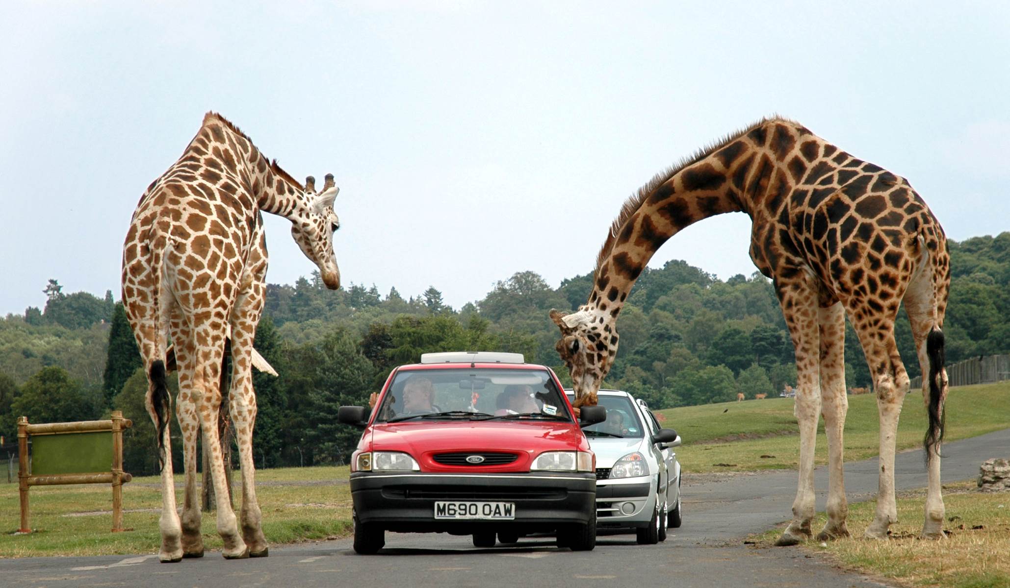 16-surprising-facts-about-west-midlands-safari-park