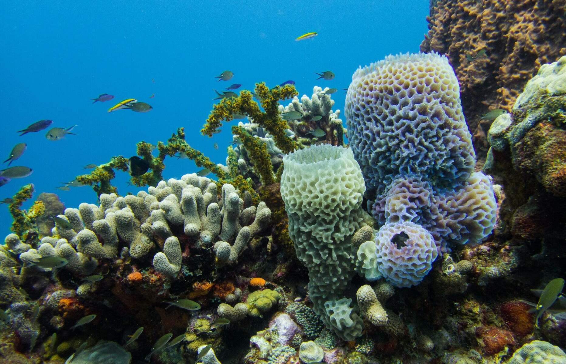 16 Unbelievable Facts About Martinique Reefs - Facts.net