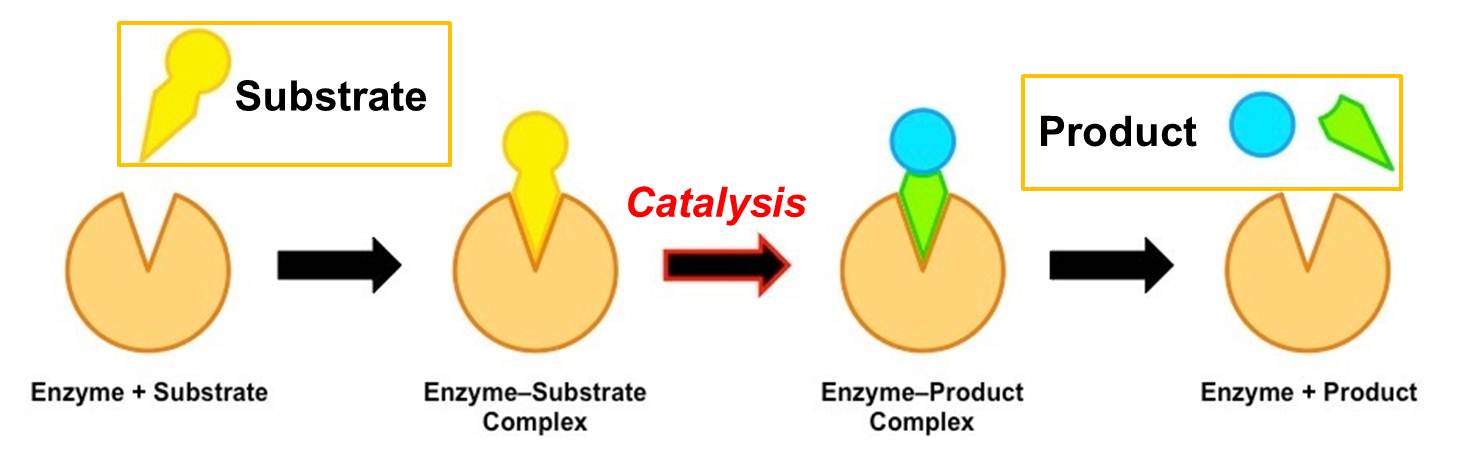 17-astonishing-facts-about-enzyme-catalysis
