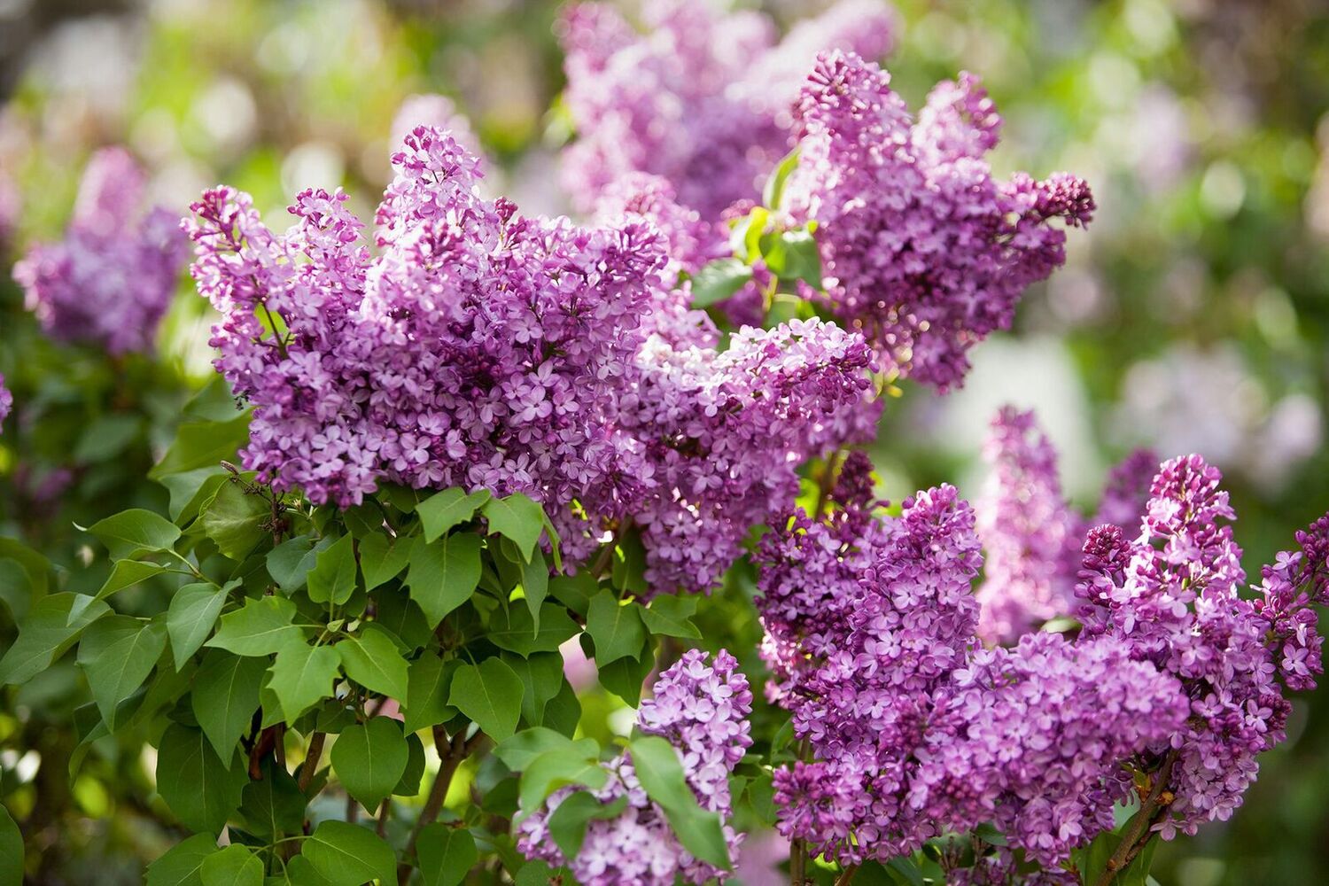 17-astonishing-facts-about-lilac