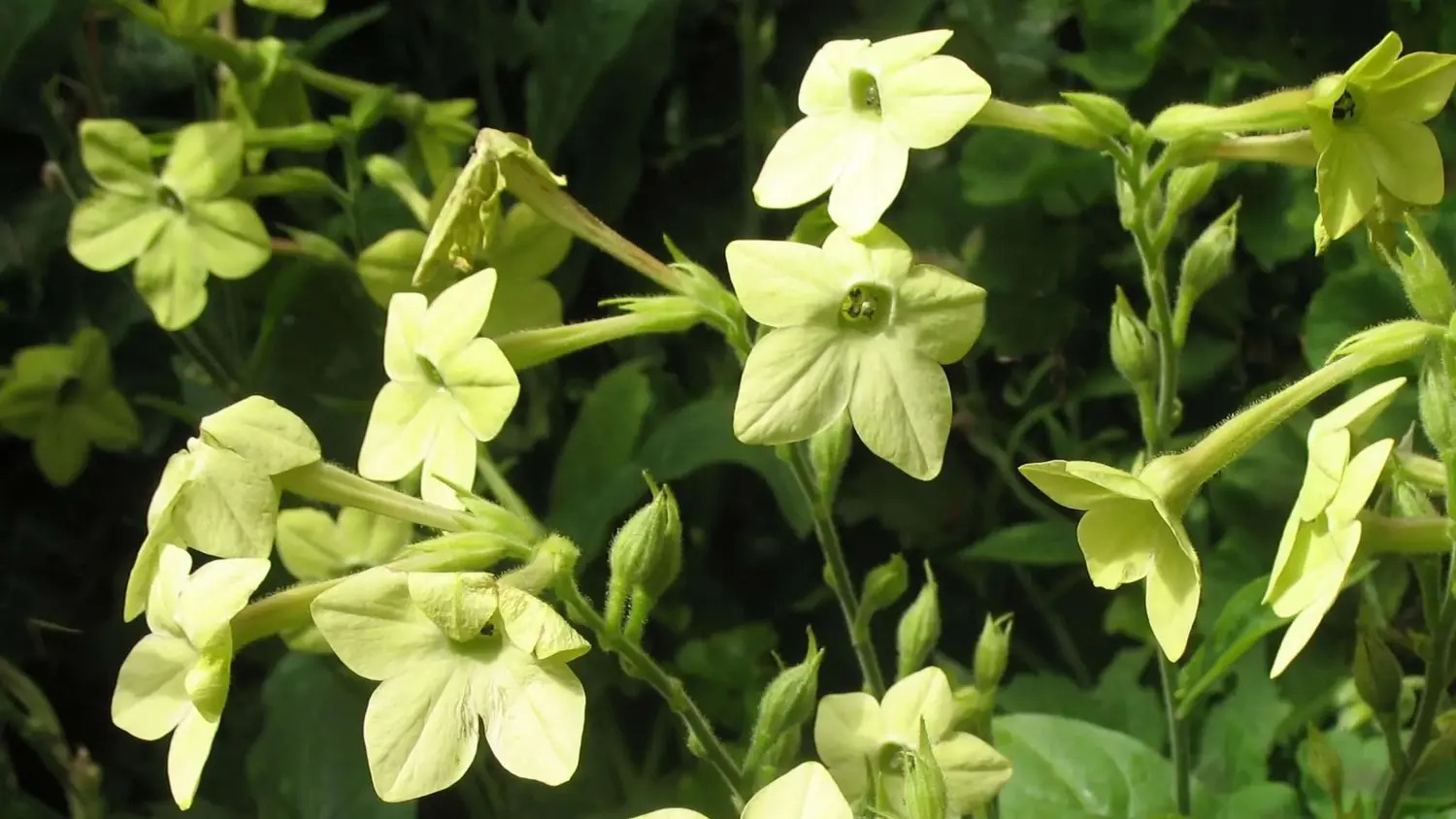 17-astonishing-facts-about-nicotiana